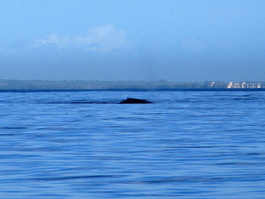 The humpback