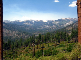 The Monarch Divide