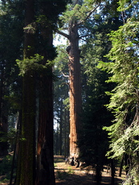 Lori is insignificant standing next to a giant sequoia