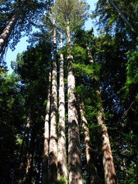 We reach the tall firs and redwoods