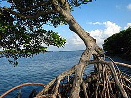 A mangrove tree