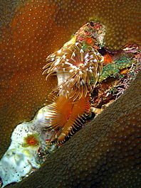 A family of feather dusters nestled in a head of coral; the two largest are the split-crown and the magnificent (Anamobaea orstedii, Sabellastarte magnifica)