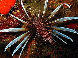 The first of a couple of invasive lion fish we would see