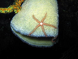 The sponge brittle stars also come out at night (Ophiothrix suensonii)