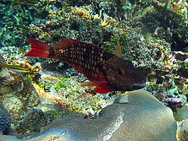 Juvenile stoplight parrotfish (Sparisoma viride)