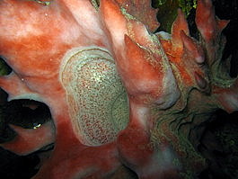 Another alien-looking tube sponge