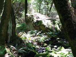 The very lush ferns and mosses of Peters
                       Creek