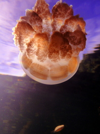 The jellyfish that inhabit Jellyfish Lake (Photo by Rafael Ruiz)