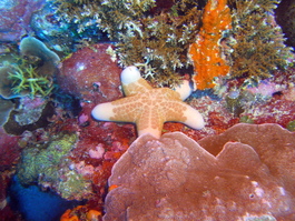 Starfish were fairly uncommon (Photo by Steve Bramlett)