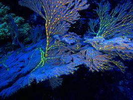 Iridescent corals (Photo by Wendy Wood)