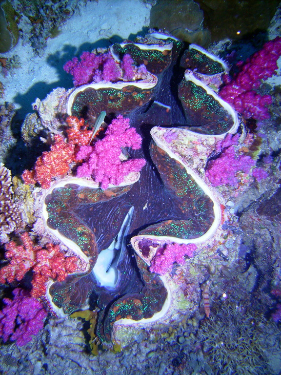 palau giant clams