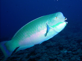 Humphead parrotfish (Photo by Wendy Wood)