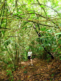The bamboo tunnel