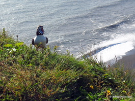 Gunnar didn't think we'd see puffins this late in the season, but I was lucky enough to catch this two-second appearance