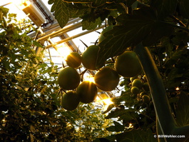 Artificial lights allow these tomatoes to grow year round
