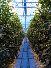 We visited the tomato greenhouse of the Friðheimar company