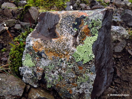 Colorful lichens adorn the rocks