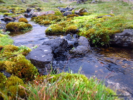 A nearby stream with very thick moss