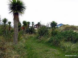 Beach houses and interesting coastal vegetation