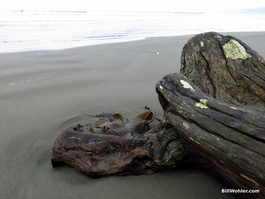 Driftwood and seaweed