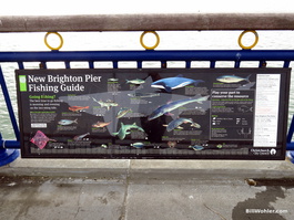 The New Brighton pier fishing guide