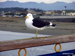 A seagull on the pier