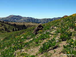 Mule ears in the foreground, Kirkwood ski area in the background (Wyethia mollis)
