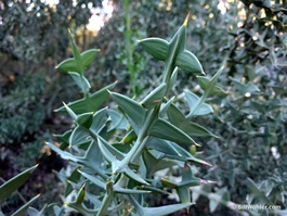 The equally fearsome anchor plant (Colletia cruciata)