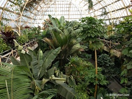 The lush tropical garden inside the Cuningham House