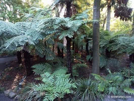 Silver ferns (the New Zealand icon) (Cyathea dealbata)