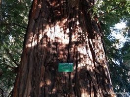 A redwood! In Christchurch! (Sequoia sempervirens)