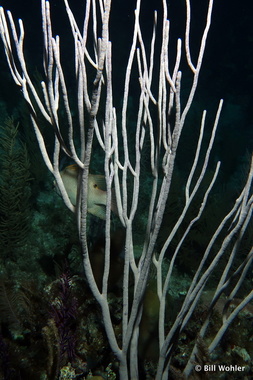 Rod coral, or coral bleaching?
