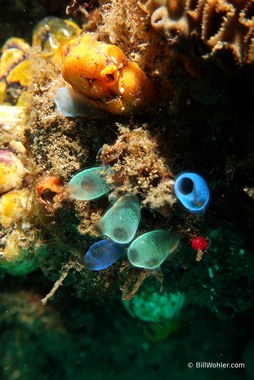 Colorful tunicates