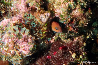 An unidentified blenny pokes out of the coral