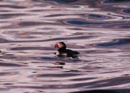 Yes, it is! It is...a puffin!