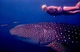 Whale sharks--our next adventure