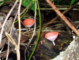 Edible, poisonous, or just plain fun?