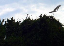 White egrets