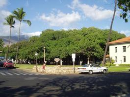 This single banyan tree takes up an entire block