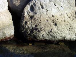 Fish and crustaceans at play