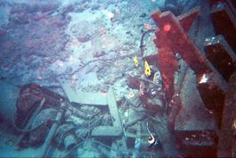 Umm, I think the highlight of this was supposed to be fish