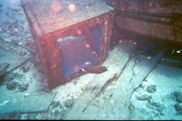 Nice trigger fish and boat bits