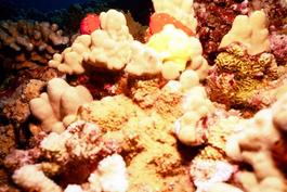 The frogfish is a master of camouflage