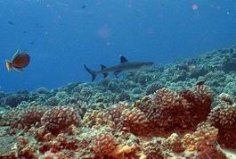 Small white-tipped reef shark	