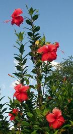 More hibiscus, with a tsunami siren trying hard not to be seen