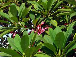 Pretty red flowers in a tree
