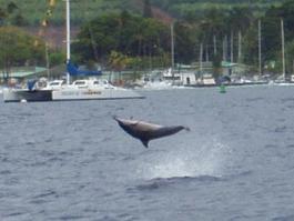 How spinner dolphins got their name