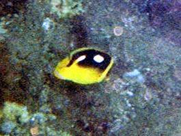 A butterflyfish