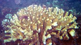 A fish sitting on some coral