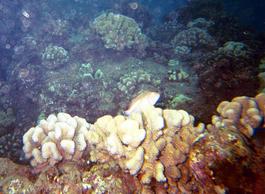 Another fish sitting on some coral